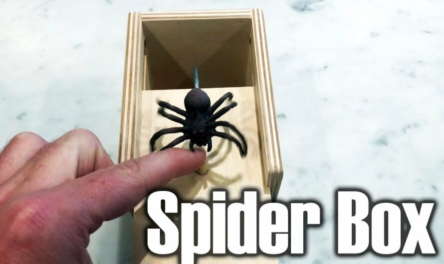 Spinnen Box